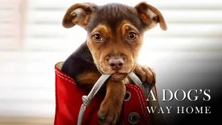 A Dog's Way Home (2019) Full Movie - HD 1080p