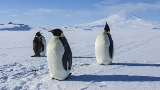 Antarctica A Year on Ice (2013) Full Movie - HD 1080p BluRay