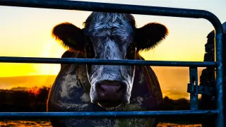 Cowspiracy: The Sustainability Secret (2014) Full Movie - HD 720p