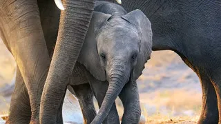 Elephant (2020) Full Movie - HD 720p BluRay