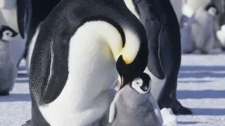 March Of The Penguins (2005) Full Movie - HD 1080p BluRay
