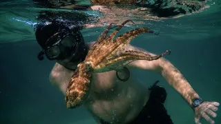 My Octopus Teacher (2020) Full Movie - HD 720p