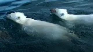 Polar Bears: A Summer Odyssey (2012) Full Movie - HD 1080p
