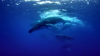 The Loneliest Whale: The Search for 52 (2021) Full Movie - HD 720p