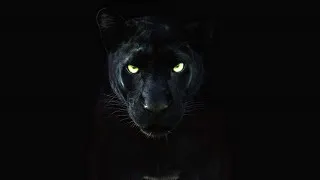 The Real Black Panther (2020) Full Movie - HD 720p