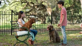 Think Like a Dog (2020) Full Movie - HD 720p BluRay