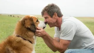 a dogs journey (2019) Full Movie - HD 1080p